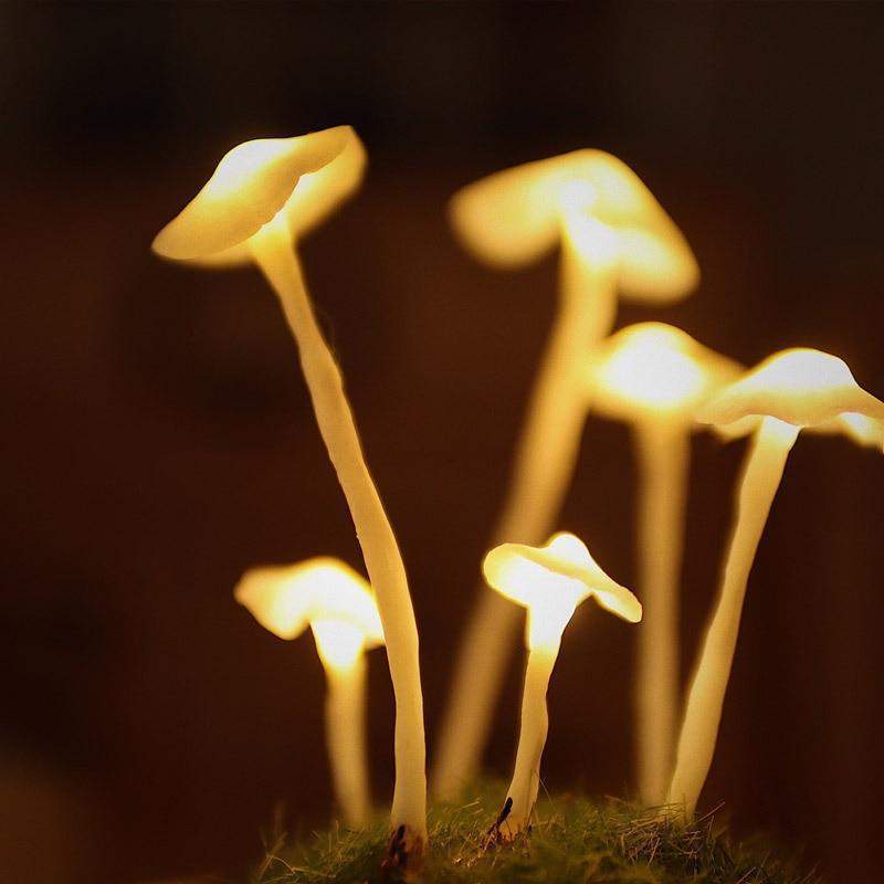 DIY Tabletop Lamp Kit - Luminshroom